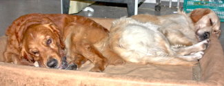 Satt und zufrieden Satt und zufrieden